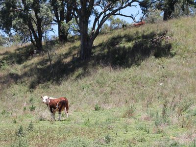 501 Cattle Creek Road, Cassilis