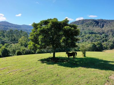 1242 Tuntable Creek Road, Nimbin