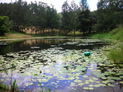 410 Flaxton Drive, Flaxton
