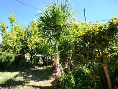 53 Freeburgh Avenue, Mount Beauty
