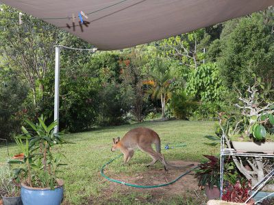73 Basil Road, Nimbin