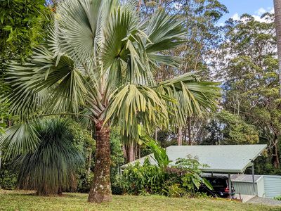 3911 Kyogle Road, Lillian Rock
