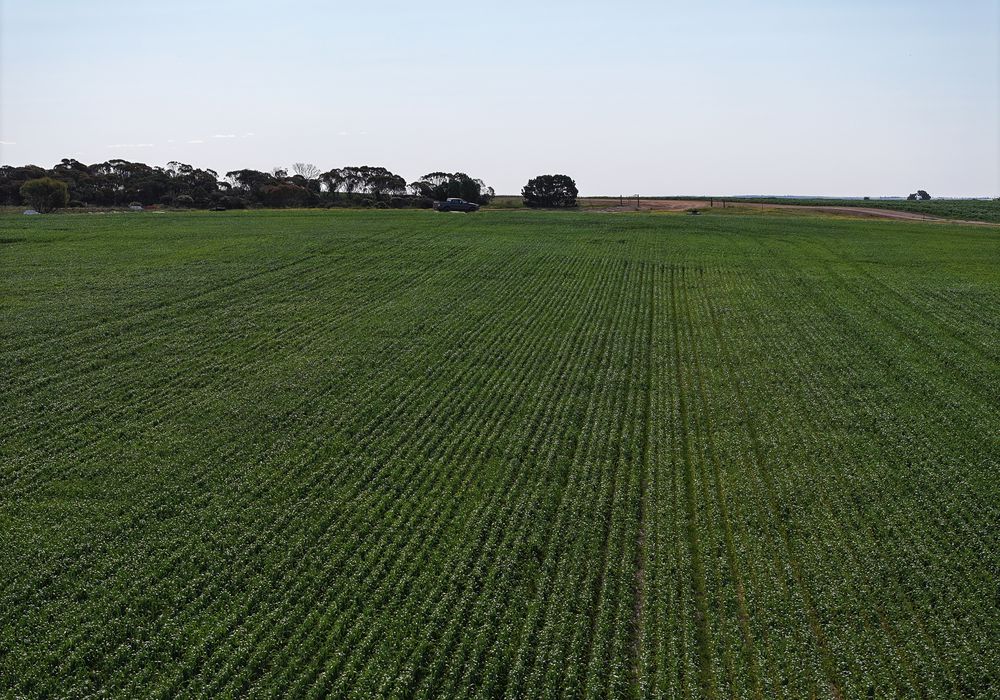 'Kamdarley' & 'King View', Hyden