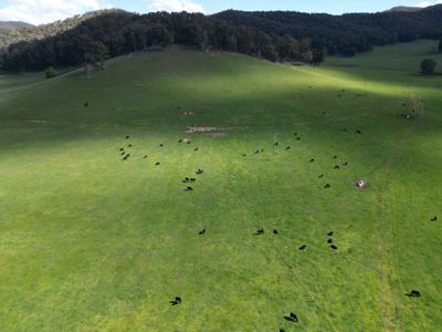 'Eastmore' 1177 Callaghan Creek Road, Mitta Mitta