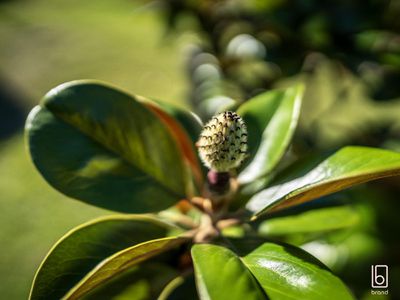 11 Dean Avenue, Kanwal