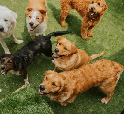 Doggy Daycare and Grooming Business for Sale Sydney