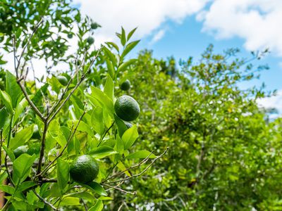 10 Palm Avenue, Mullumbimby