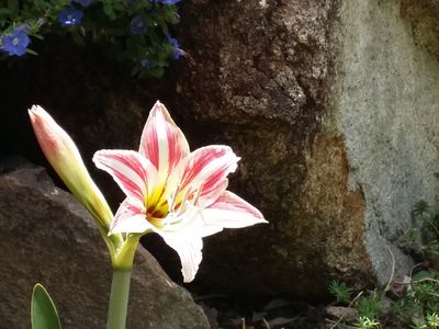 84 Tyree Road, Mount Julian