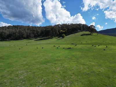 'Eastmore' 1177 Callaghan Creek Road, Mitta Mitta