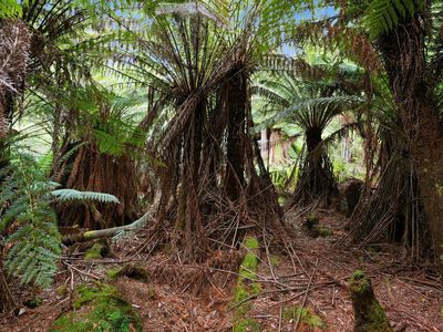 107 Wielangta Road, Kellevie