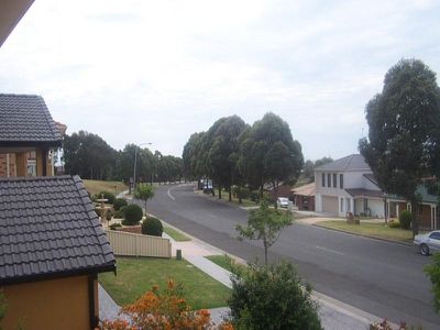 Blackbutt