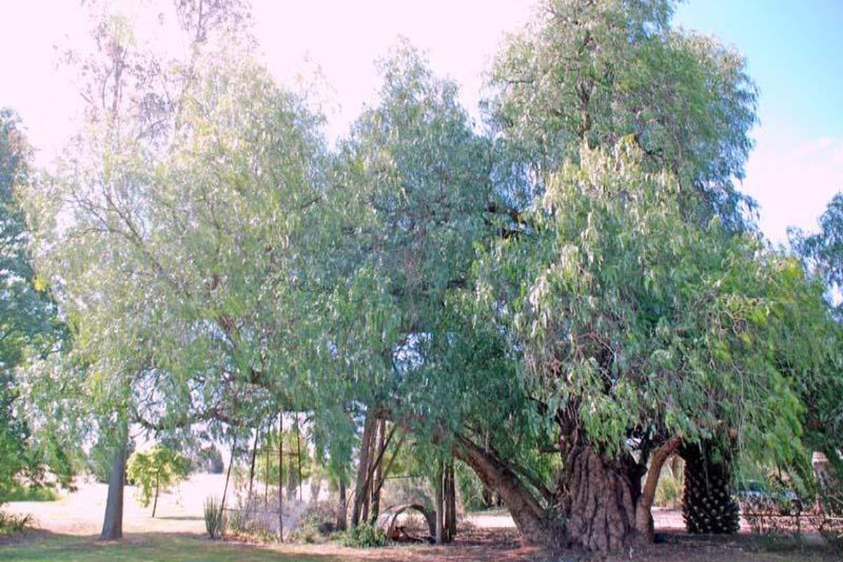 33 Cooma Road, Kyabram