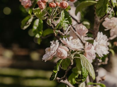 17 Gipps Street, Port Fairy