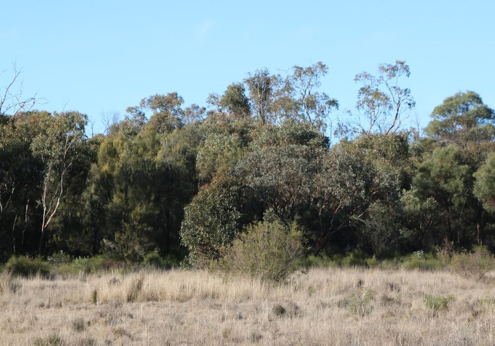 Back Trundle Road, Parkes