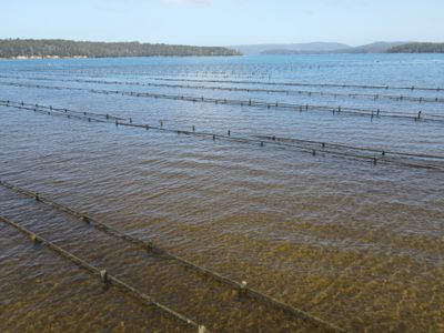 100 Cockle Creek Road, Recherche