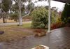 50 Molong Street, Molong