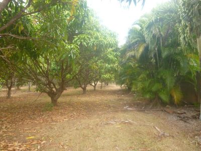 2 Ferrari Street, Cooktown