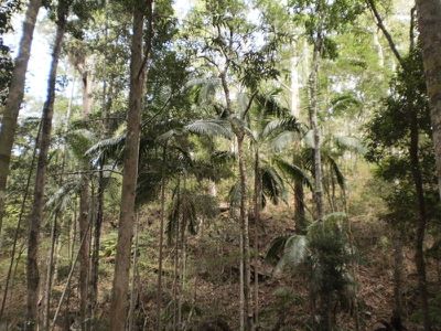 Lot 3 Maleny-Stanley River Rd, Booroobin