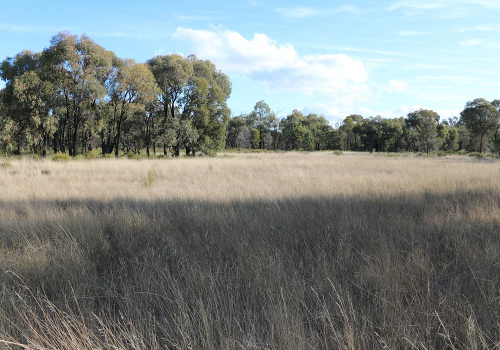 Back Trundle Road, Parkes