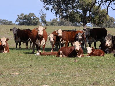 3166 Back Trundle Road, Parkes