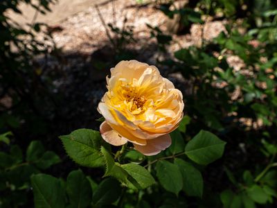 15 Okely Road, Carine