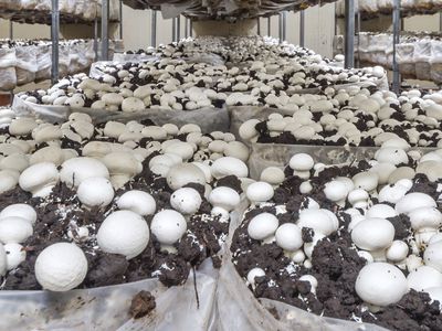 Calderwood Valley Mushrooms