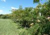 1349 Millthorpe Via, Orange
