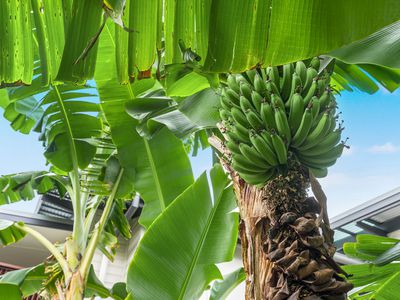 10 Lorikeet Lane, Mullumbimby