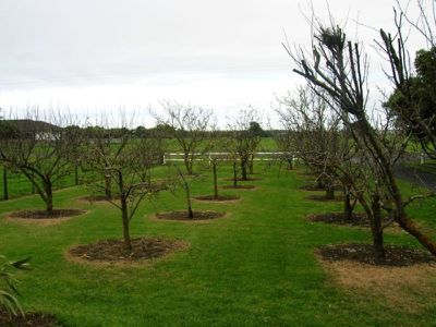 Lot 3 Whitehead Road- O.B Flat, Mount Gambier