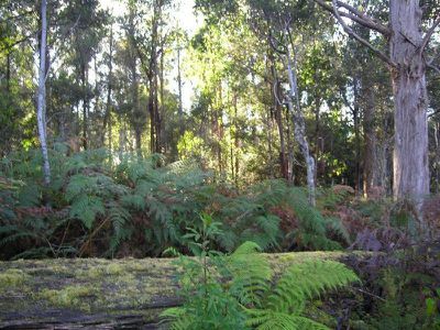 Office SO / Lot 1 Uthwood Road, Lonnavale