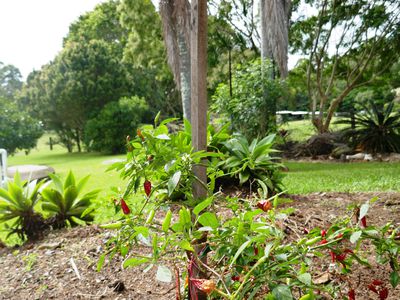 35 Peters Road, Glass House Mountains