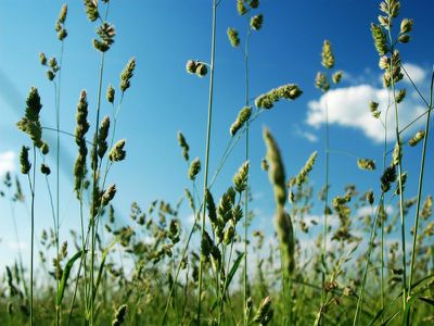 33 Wybalena Avenue, Koonawarra