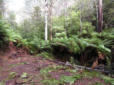 Lot 10, Cradoc Hill Road, Cygnet