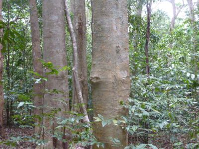 Lot 11 Isabella Mcivor Road, Hope Vale