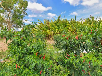 600 Mocatto Road, Acacia Hills