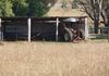 2342 Belgravia Road, Molong