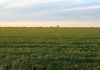 Lot 566 Coolgardie Esperance Highway, Salmon Gums