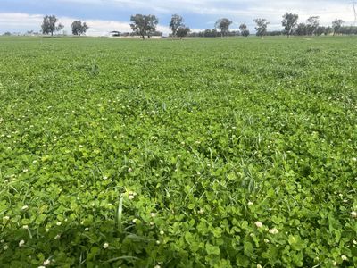 'Willowbank' Urana Road, Jindera