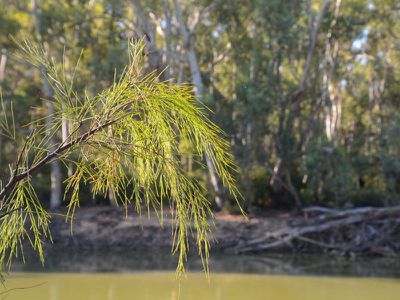 Lot 42, Riverview Drive, Barham