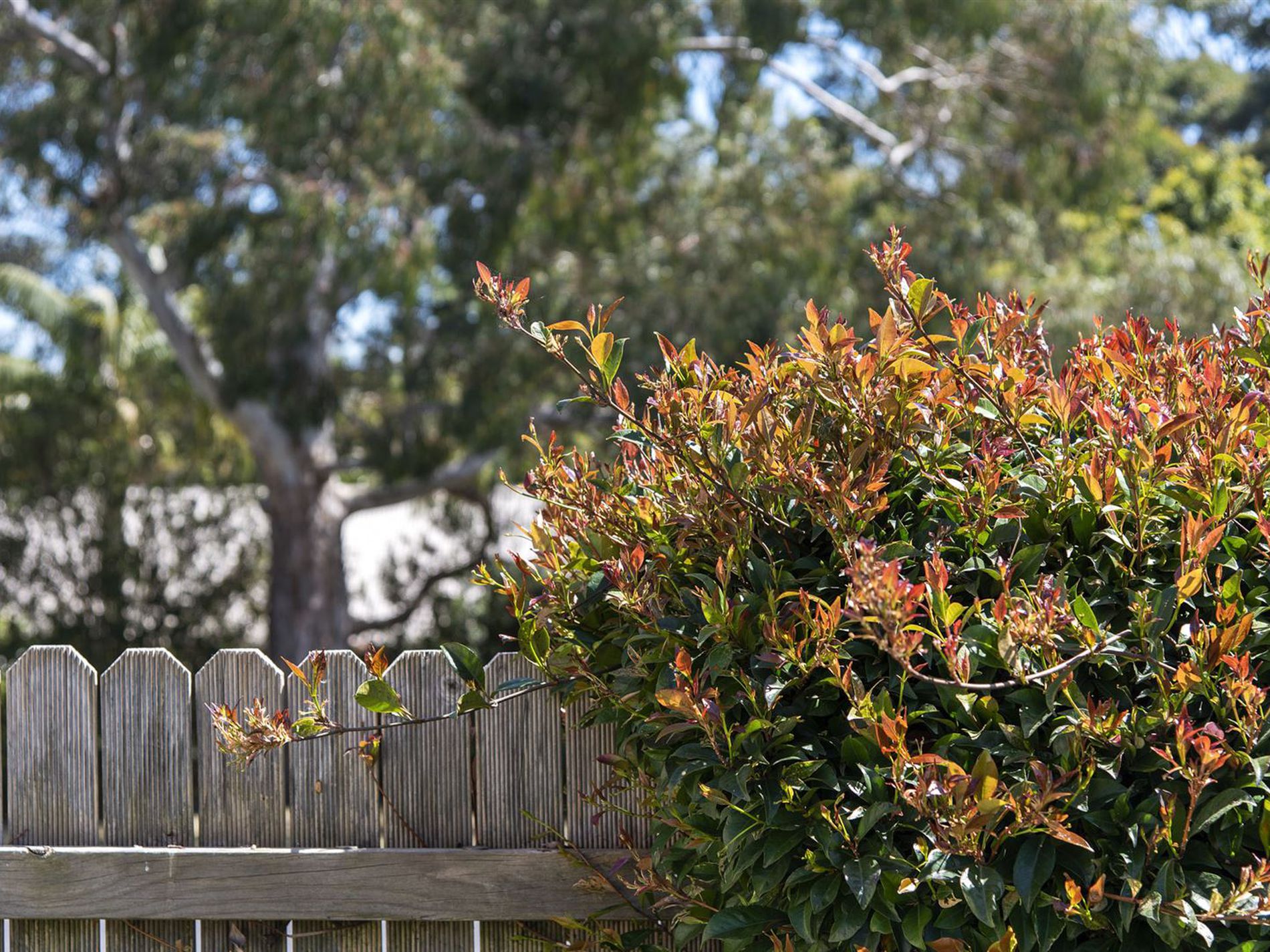 36 Golden Wattle Drive, Ulladulla