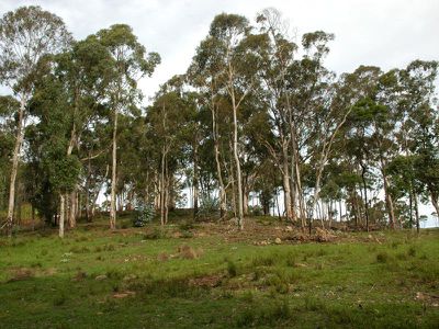 L241 Florabunda Lane, Nethercote