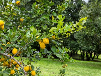 1005 TUNTABLE CREEK ROAD, Nimbin