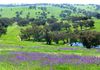1039 Mitchell Highway, Orange