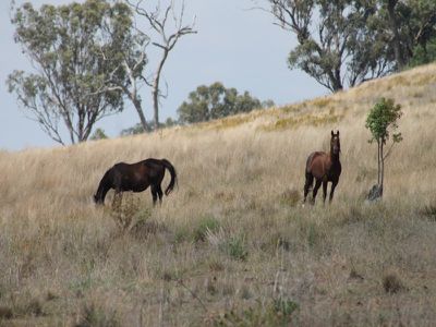 1137 Idaville Road, Merriwa