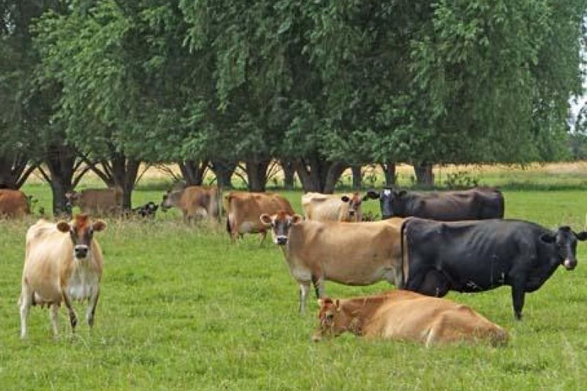 720 White Road, Girgarre