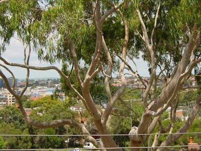 5 View Street, Arncliffe