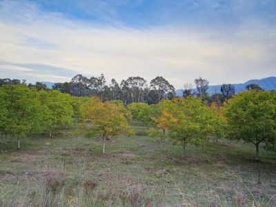 154 Loudens Lane , Tawonga