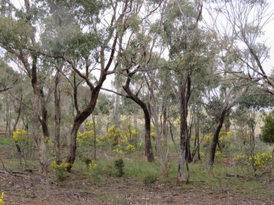 Lot 5, Old St Arnaud Road, Berrimal