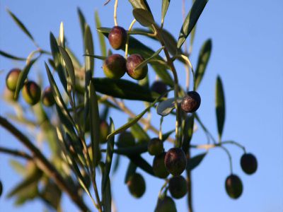 Heathcote