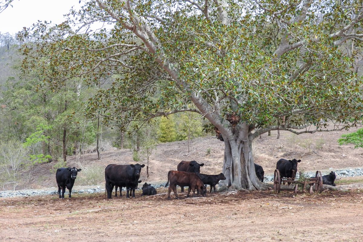 1130 Bulga Road Via Marlee, Wingham